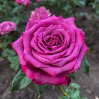 gvne418cyrwok8kkkk0soook0csc8g