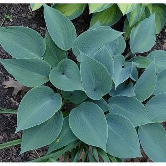 00043675_Хоста Буллет Пруф гибридная (ПОИСК)