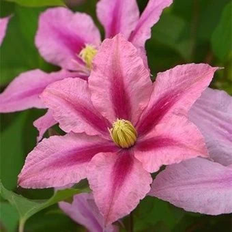 cl_clematis_rosamunde