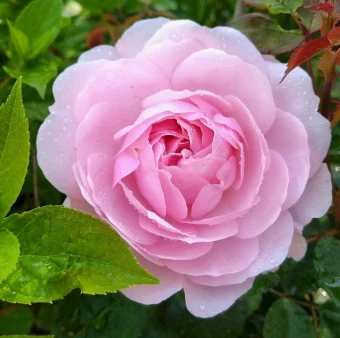 Снимок экрана 2025-10-10 103913