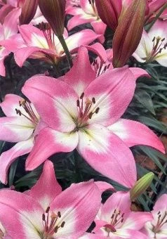 Lilium Pink Glossy