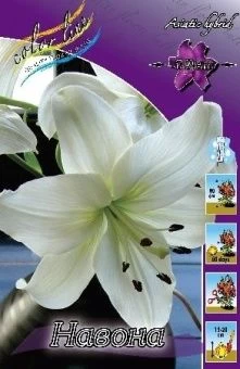 00035932_Лилия Навонна АГ 10шт (КолорЛайн)