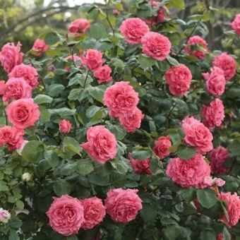 dee-dee1-500x500-1-1536x1536