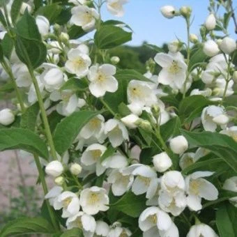 zhasmin_sadov_vozdushny_desant