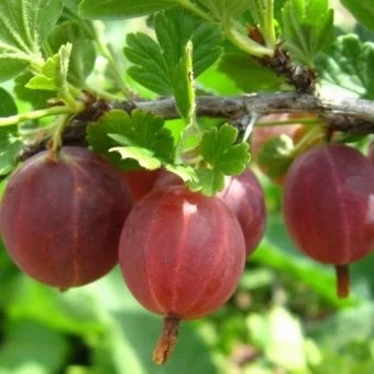 00044106_Крыжовник Краснославянский (ПОИСК)