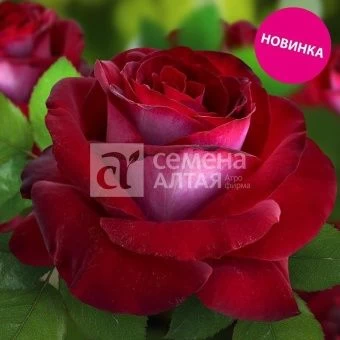 00037426_Роза Госпел чайно-гибридная в коробке (Ба