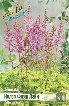 Astilbe Color Flash Lime