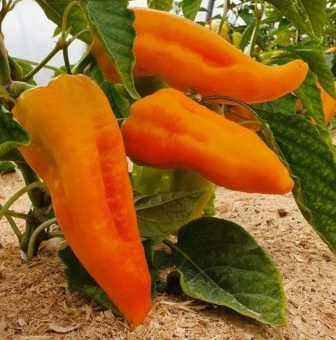 ЦБ-00023263_Перец Сибирская лиса 0.1г (Агрос) 2