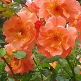 02403_roza_vesterland_westerland_005-1000x1000