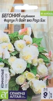 00027699_Бегония Фортун Вайт виз Роуз Бэк клубнева