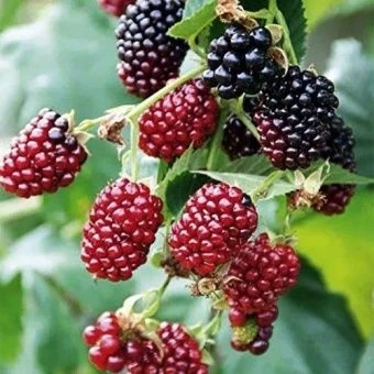 ejemalina_boizenberry