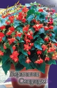 00036161_Бегония Бертини Скаугум 3шт (КолорЛайн)