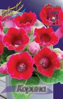 00036211_Глоксиния  Корина 3шт (КолорЛайн)