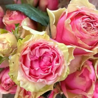 lmu1s6wz54v75d7y2b295g8ttpxz0k13