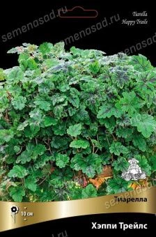 tiarella_happy_treils_kaper