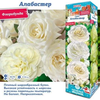 p4jmqeetxzl85jwl5s2x5zx3tlhk4trh