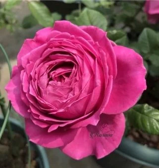 rose_all-for-love_Siberika_1