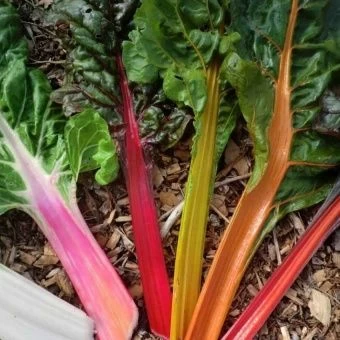 00013629_Мангольд смесь Радуга (Гавриш) 1_1000