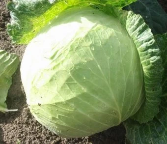 Капуста бк Малахит Б/П (Гавриш) 