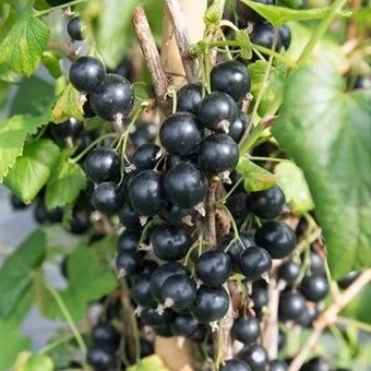 smorodina_chern_persp_veloy