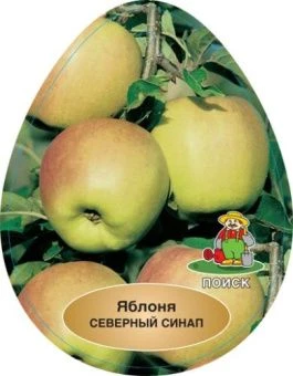 yablonya_sinap_severny