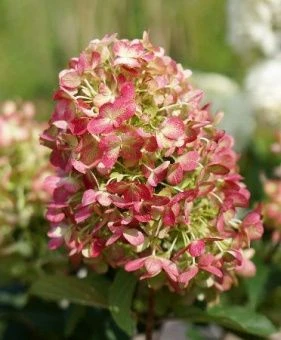 Hydrangea paniculata Graffiti