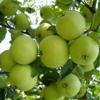 00038157_Яблоня карликовая Кроха (ПОИСК)