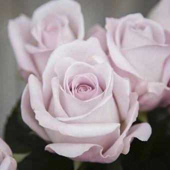 roza_chayno_gibridnaya_baunti_vey_korobka_1sht_dvukhletka_altay