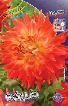 00036662_Георгина  Файрд Ап кактус 1шт (КолорЛайн)