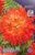 00036662_Георгина  Файрд Ап кактус 1шт (КолорЛайн)