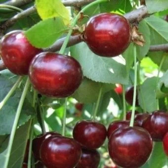 00038133_Вишня Надежда (дюк) (ПОИСК)