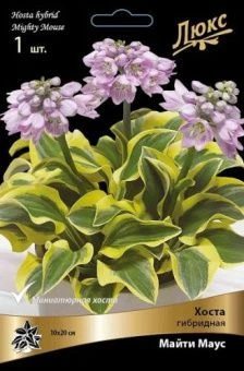 hosta_gibrid_maiti_mouse_kaper