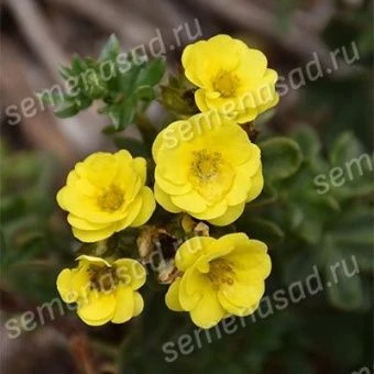 lapchatka_kustar_citrus_tart