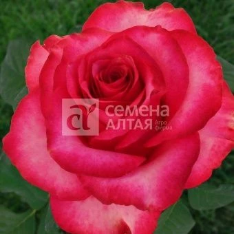 00024884_Роза Розбери чайно-гибридная в коробке (Б