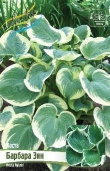 Hosta Barbara Ann