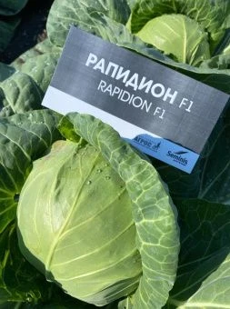 ЦБ-00023315_Капуста бк Рапидион F1 15шт Seminis (Агрос) 1
