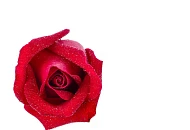 Акция! Скидка 30% на саженцы роз.