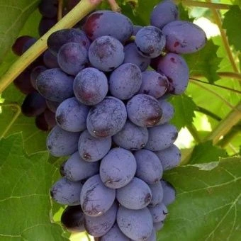 00044066_Виноград плодовый Юпитер (ПОИСК)