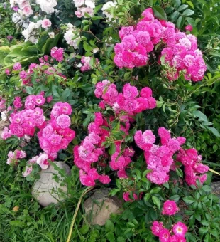 00043470_Роза Фейри Чейнгелинг почвопокровная (Тат