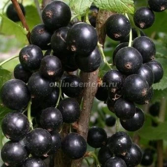 Смородина черная Атаман