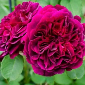 t3zgdk41l395w1cjhdyn92c5yv62vwvd