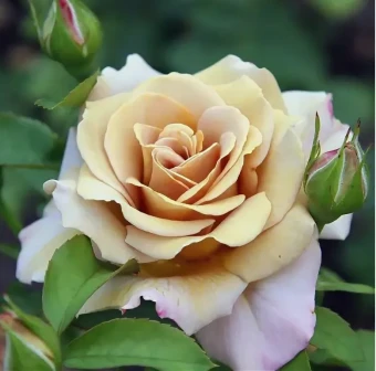 Снимок экрана 2025-08-07 084659