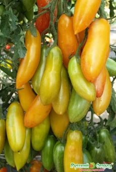 00030188_Томат Медовые пальчики Вкуснятина 10шт (НК)