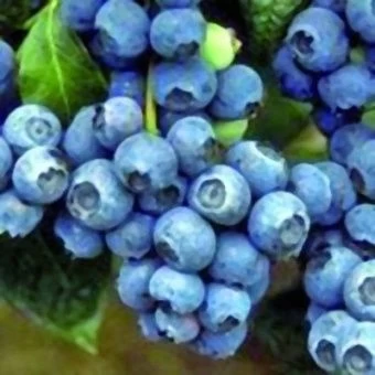 golubika_goldtraube_71