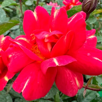 Роза Арт Нуво флорибунда (Золотая сотка Алтая)