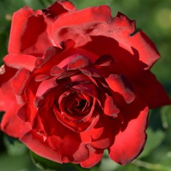 1707300889_dubabah-club-p-roza-messir-delbar-instagram-20