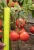 Томат Верочка F1 0,1г (Партнер)