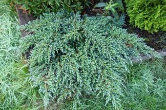 Juniperus squamata Little Joanna