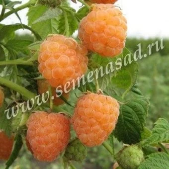 00038125_Малина Беглянка (ПОИСК)