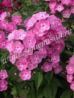 00038024_Флокс Селена метельчатый (ПОИСК)